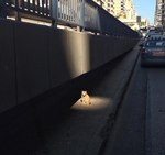 Просветлённый