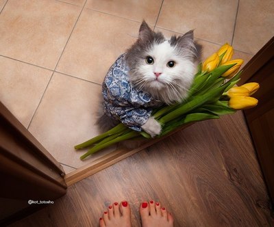 с днем защитника котечества 