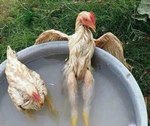 Не кудахтай, Цыпа.  Это ж санаторий  "Гриль"! Скоро пойдём на процедуры!