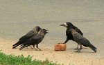 Берете этот чемодан и везете его к лоеру... 