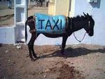  : "Товарищ ветеринар, от такой работы у меня ТАХИкардия..."