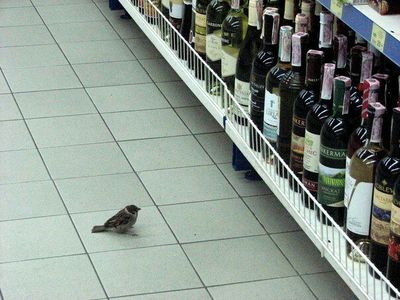 Вначале споить стаю, потом выборы