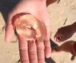 Граждане отдыхающие! В море гадят невидимки!  Полиция не спит -  готовится к поимке!