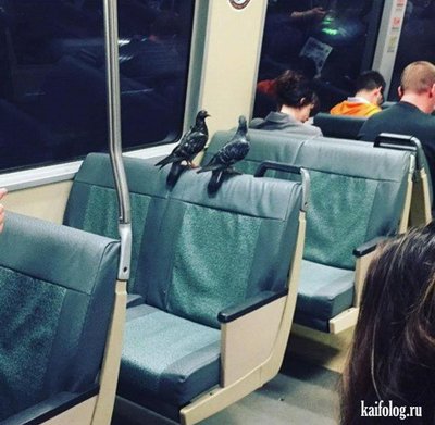  : "А нам на контролёров наср@ть!"