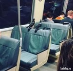  : "А нам на контролёров наср@ть!"