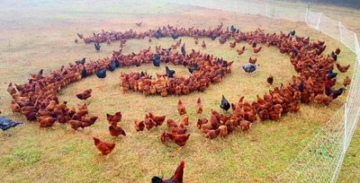забастовка в KFC 