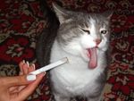 : "Фу! я курю только "Мяульборо"!