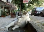: "Сижу и думаю - да и без них жить можно..."