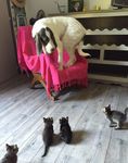  : "Бобик, а ты чё такой бздиловатый?!"