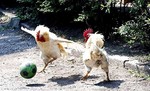 Яблоко раздора