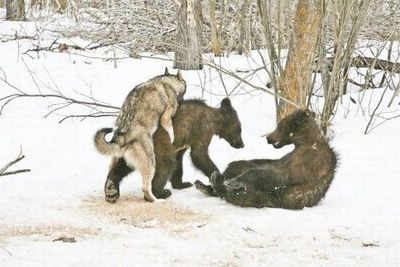 Я словами всё это объяснять не мастак, но у нас косолапость исправляют вот так.