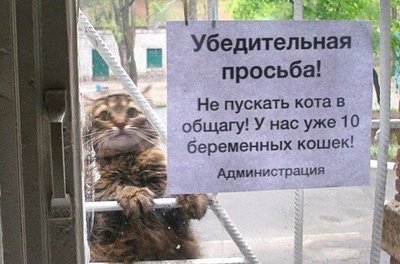  : "Не врите, суки! Я ж их брат!"