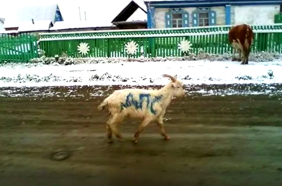  Зачем вы, козлы, козлика оскорбили?!