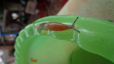 Молилась, и бог подарил мне жильё,
На спину заброшу жилище своё,
Удача такая случается редко,
От зависти слизью зальётся соседка.