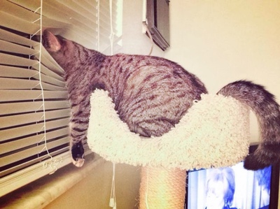 С кем это там Васька?