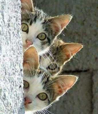 Котоматрица.