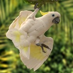 счас как какаду на тебя