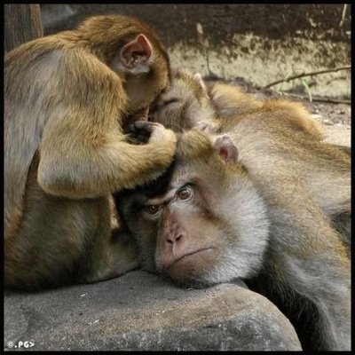 Когда надоело быть обезьяной и думаешь как быстрее эволюционировать.