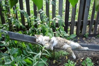 Хороша ты трын-трава у забора в мае...