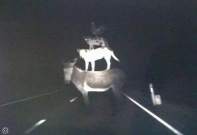 - А самогонка точно не паленая была? 