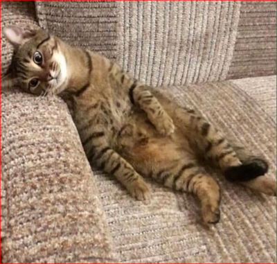 Даже та самая кошка из Сбера, которая ходит по монетке, устала от моих платежей