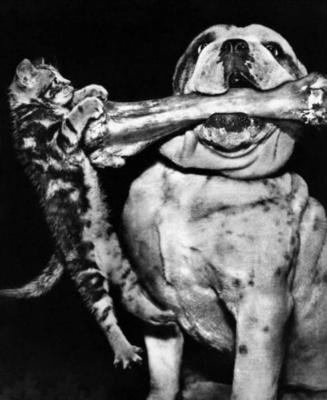 К Шарику пришёл я в гости ,  нам к столу подали кости 