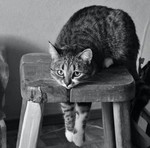 Гладь меня, гладь меня полностью, ты сможешь? 