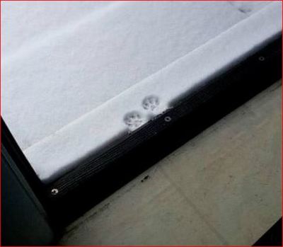 На работу не пойду!