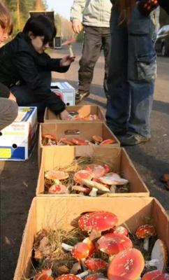 Микродозинг