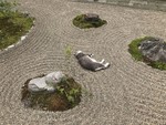 Кот Вертолёт.