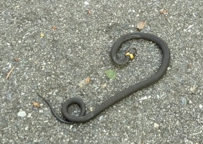 Ядовитый вопрос