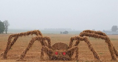 А теперь прикинь, какие у нас мухи
