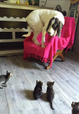 Четверо на одного??? Да мы не кусаемся!
