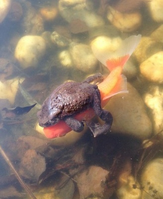 Зачатие тритона Зачатие тритона