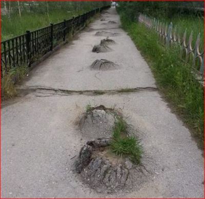не остановят ни асфальт, ни слепота
целеустремленного крота 