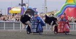 Голубые придумали новый парад