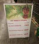 Ели живые или Еле живые -  вот засада!