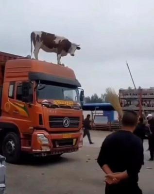 Пускай плавнее едет крыша,
Пока опора есть ногам,
И чтоб не расплескать, потише,
Вперёд, к кисельным берегам.