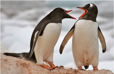 Сегодня твоя очередь яйцо высиживать!