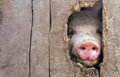 Тут не нюхать! Моя дырка!