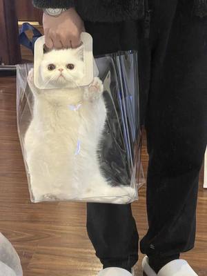 А ты говорила, что твой муж кота не выносит.