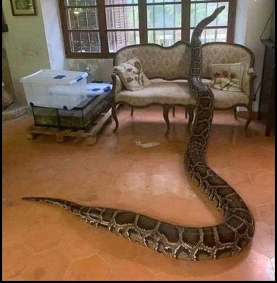 Тёща в гости приехала 