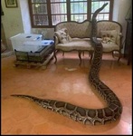 Челябинский червяк для рыбалки 