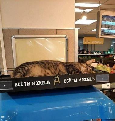 Всё правильно - сначала надо выспаться!