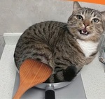 КОТлета 