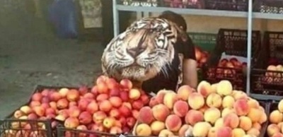 нажать на живот - тигр еще и зарычит