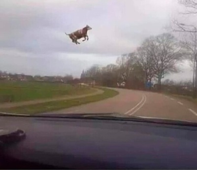 Что это?! Дайте мне коровалолу!
