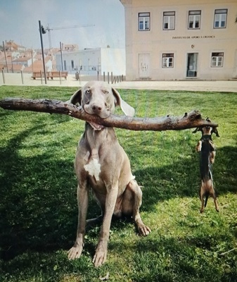 Дама с прицепом