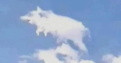 Такого свинства мы ещё не видали!