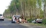 пикник на обочине
